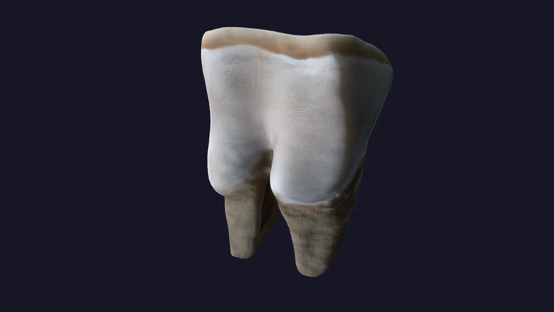 rhino tooth - 3D model by jensh [08121f7] - Sketchfab