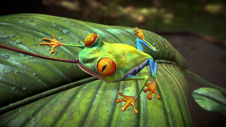 Green Tree Frog 3D Model