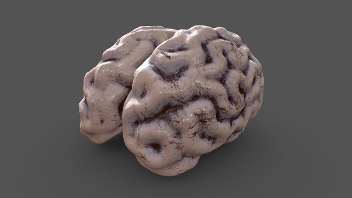 brain 3D Model