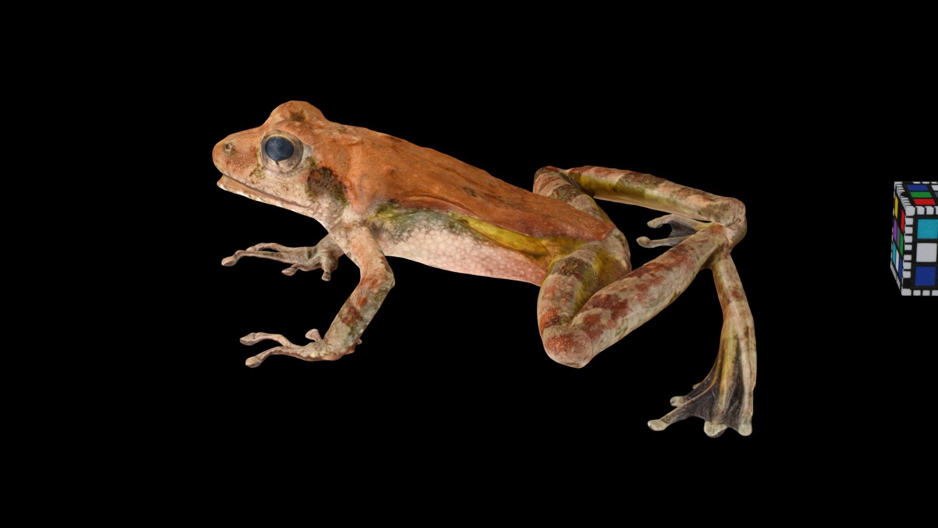 リュウキュウカジカガエル Ryukyu Stream Frog, B. japonica