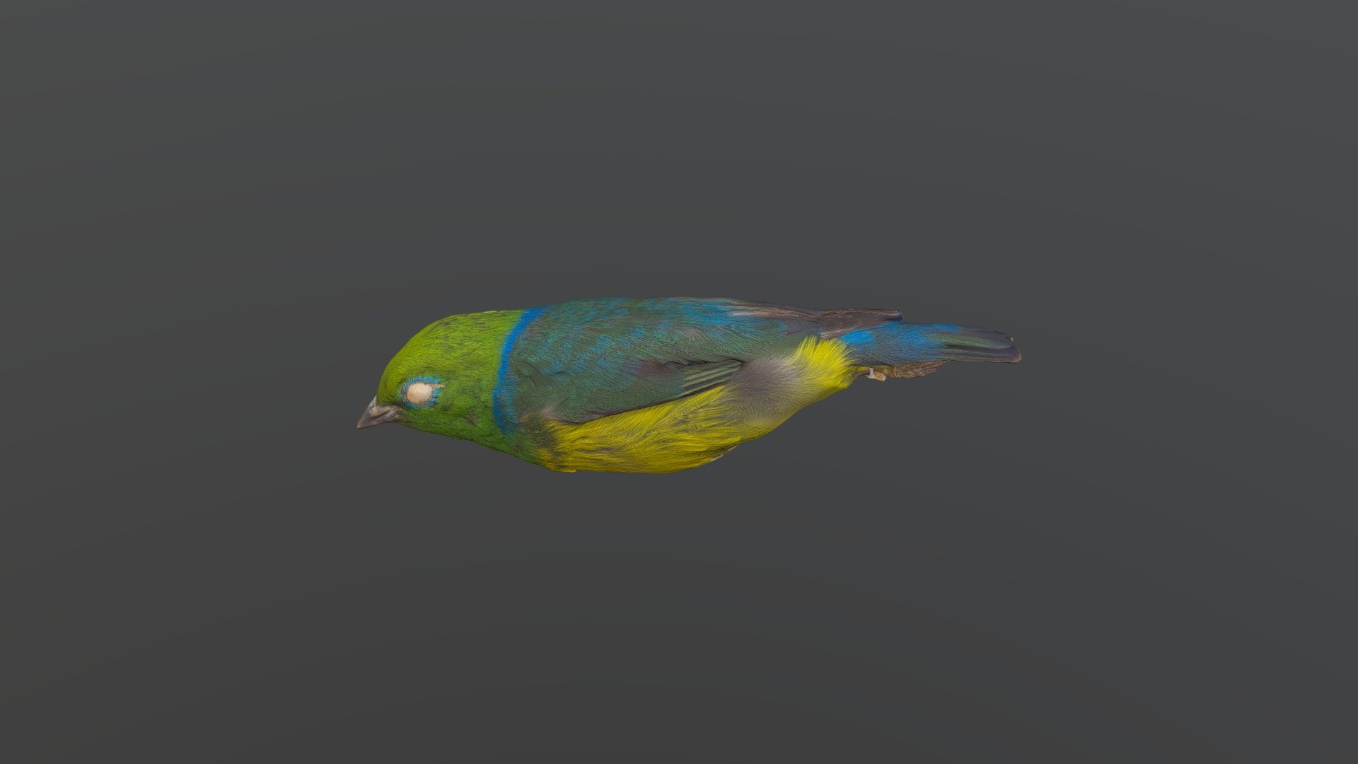 Blue-naped Chlorophonia - Chlorophonia cyanea