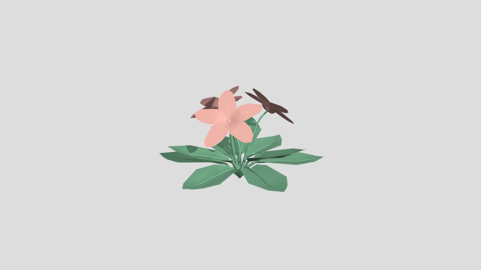 Pink flowers
