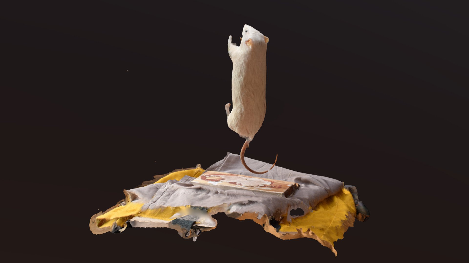pole rat