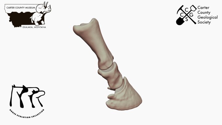 Horse Phalanges I-III *Downloadable 3D Model