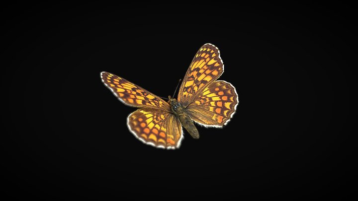 Knapweed Fritillary