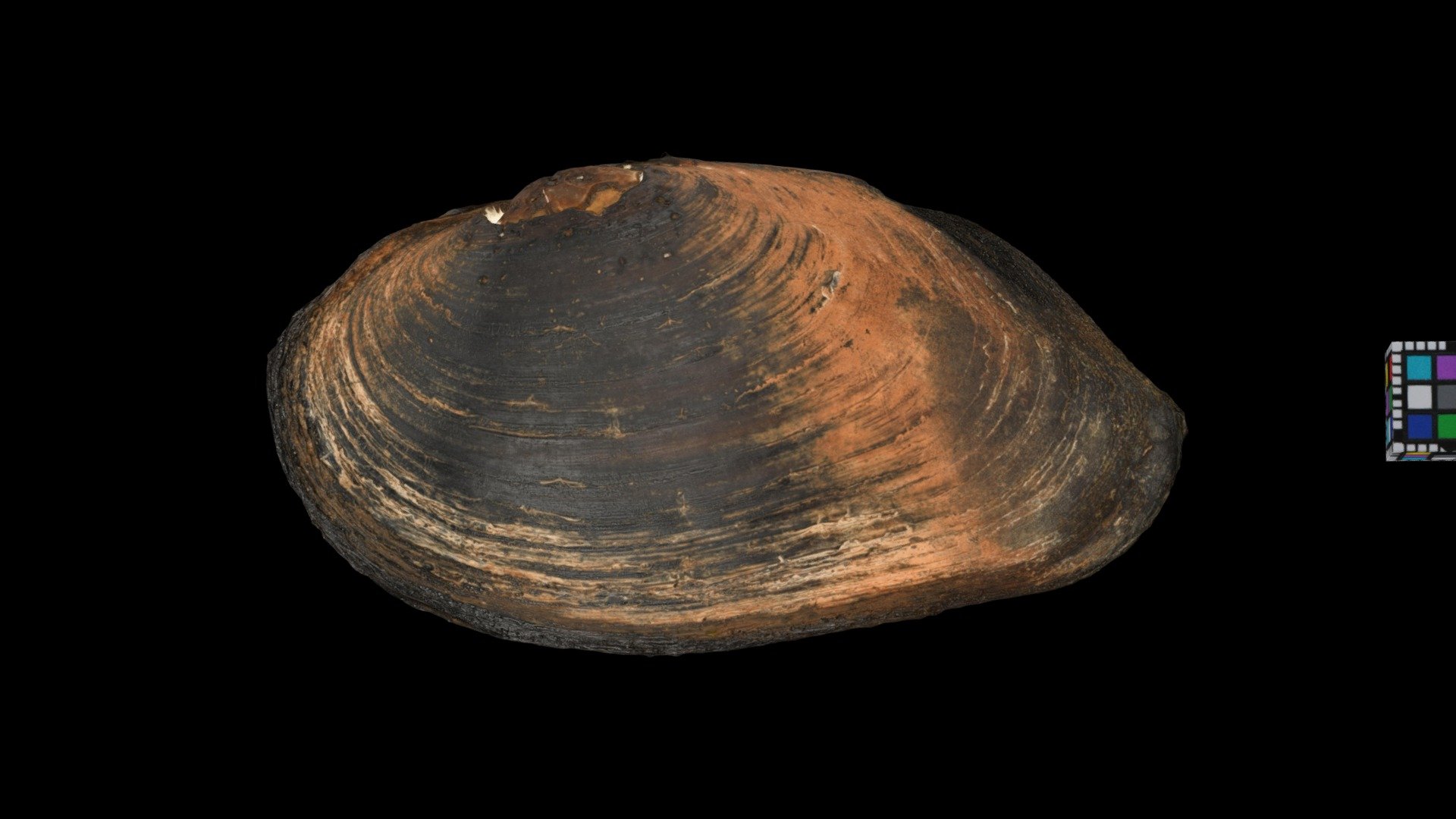 コガタカワシンジュガイ Freshwater Pearl Mussel