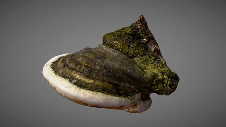 Fomes fomentarius (fungus) 3D Model
