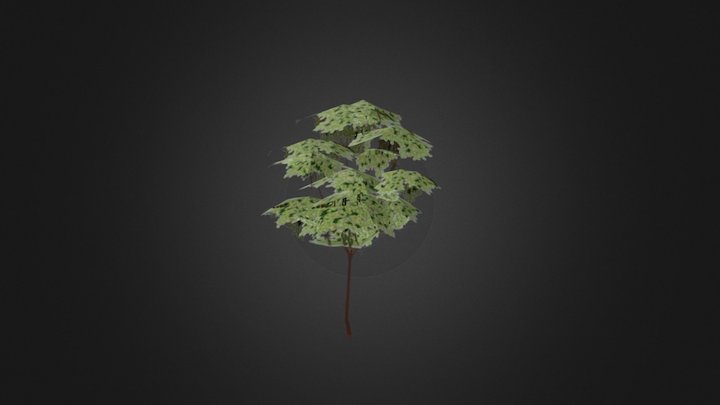 Birch 3D Model