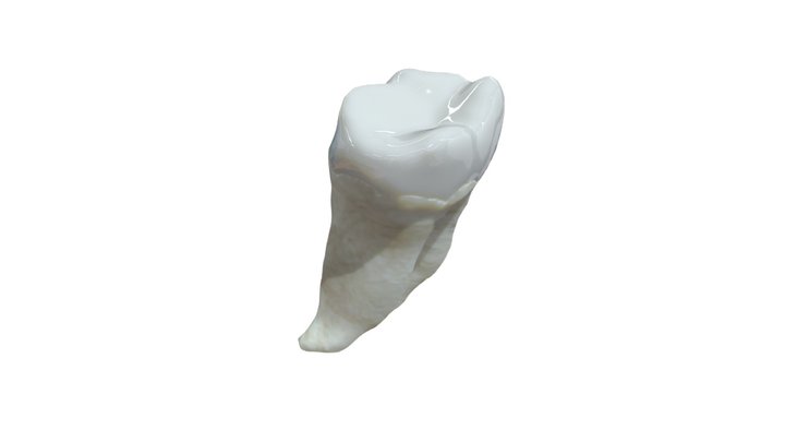 36 3D Model