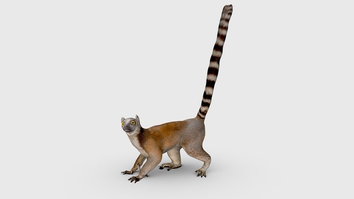 Lemur 3D Model