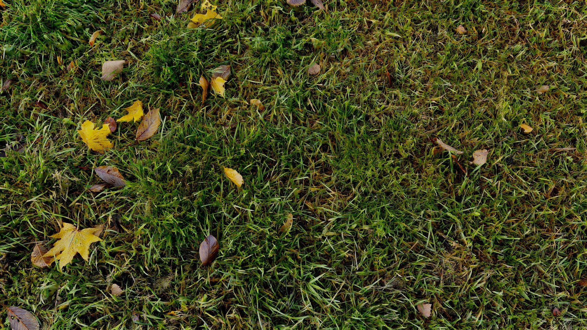 Grass scan — Sketchfab embed 3D viewer