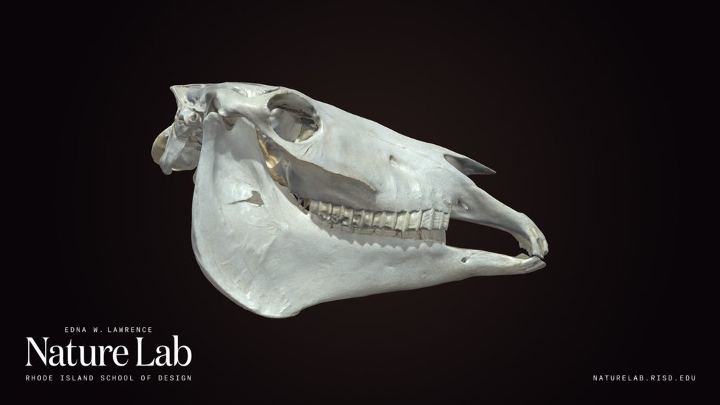 Horse Skull