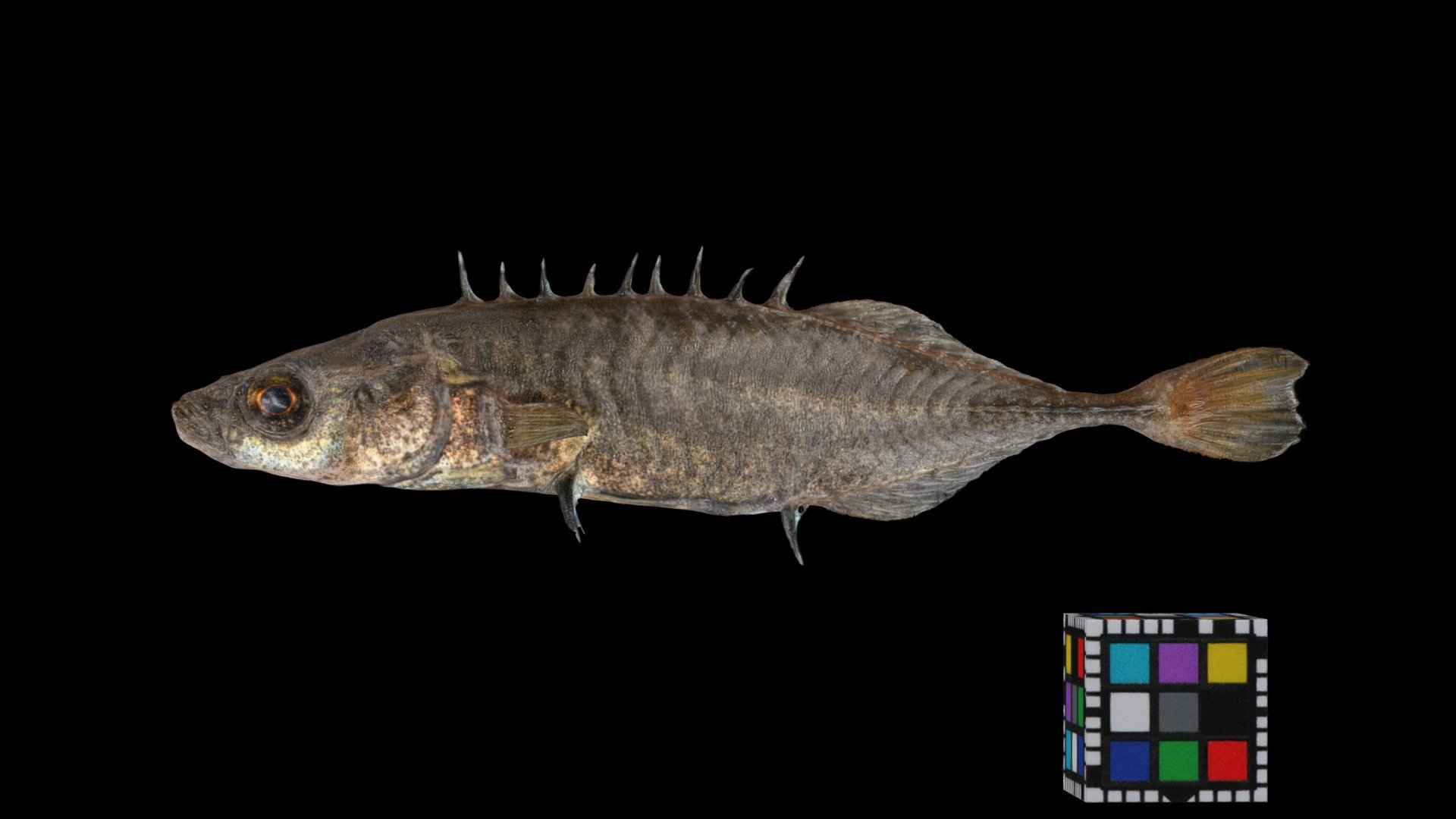 イバラトミヨ ♂ Stickleback, Pungitius pungitius