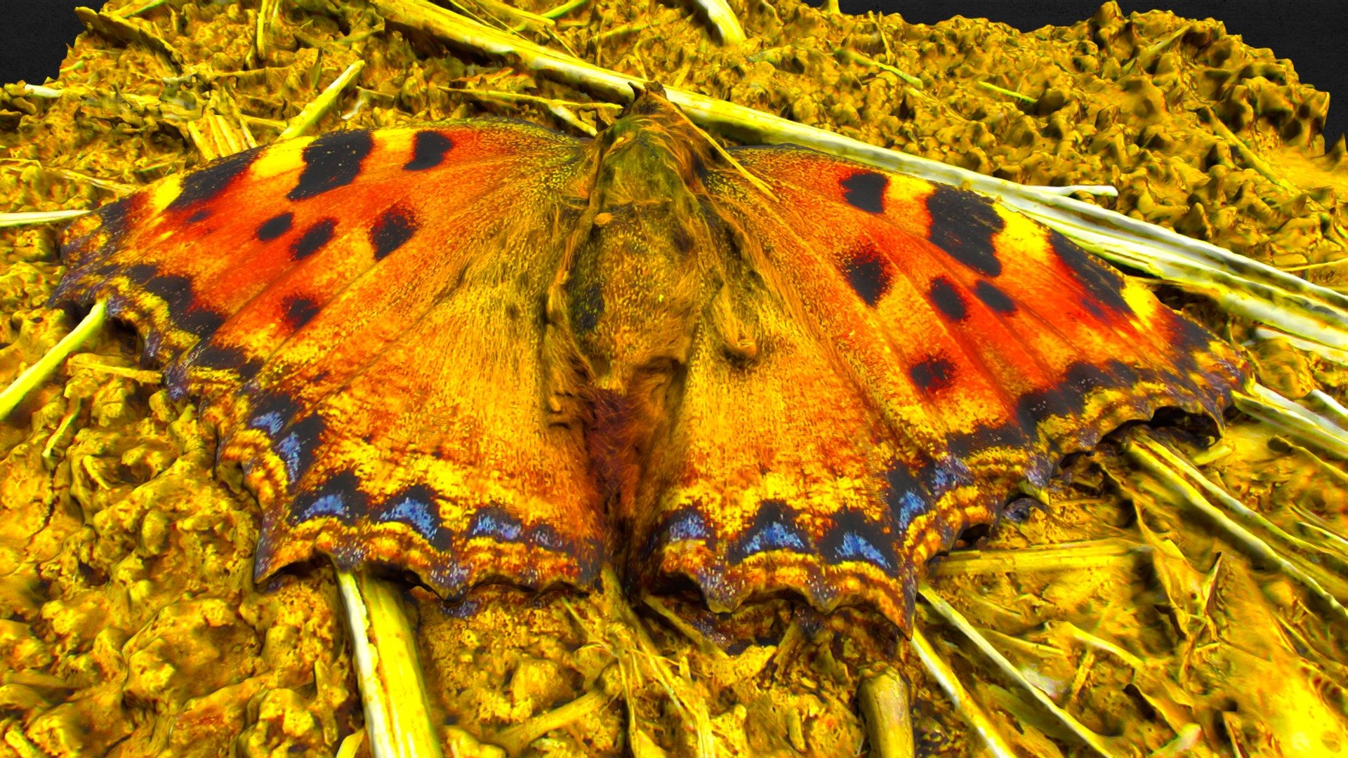 Butterfly on the grass