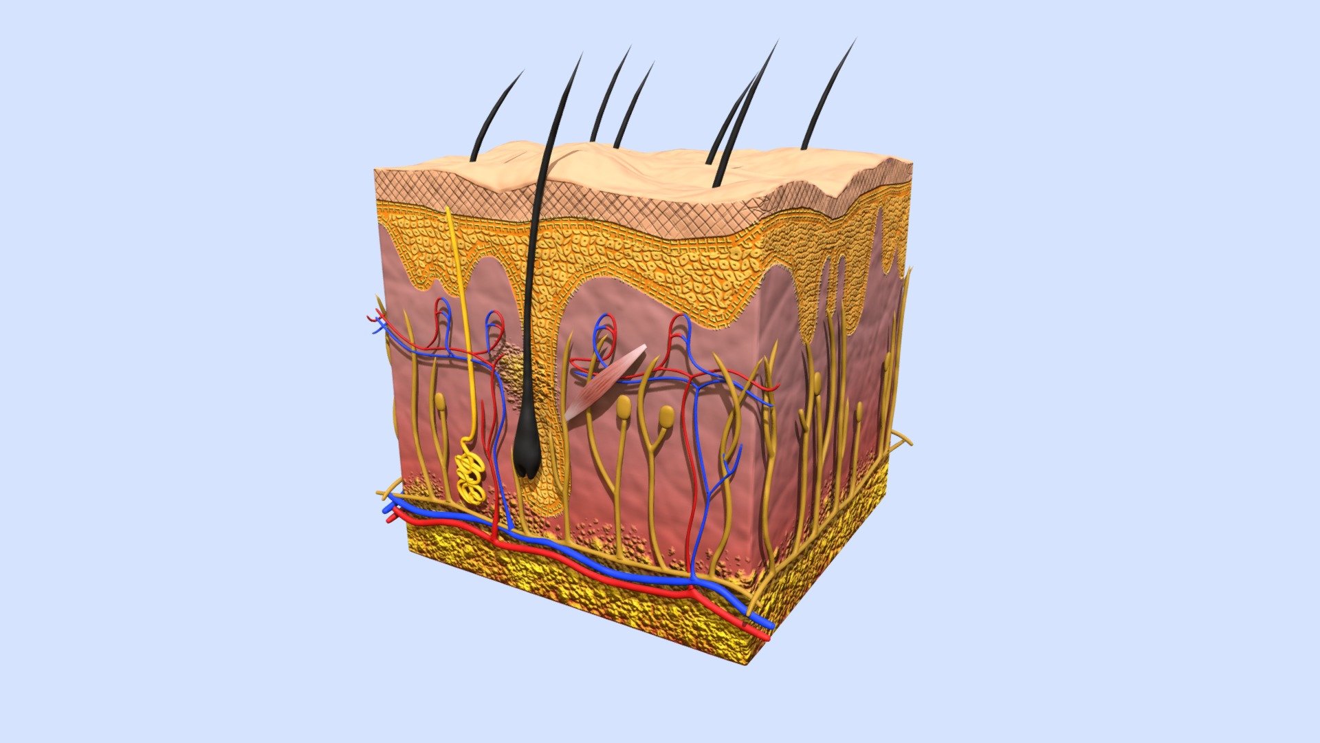 human-skin-cross-section-buy-royalty-free-3d-model-by-arloopa