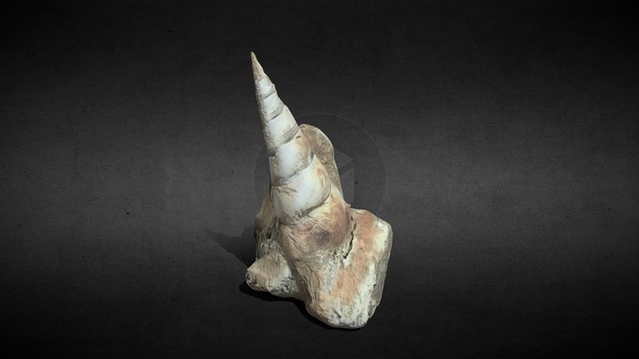 Fossil Shell 3D Model