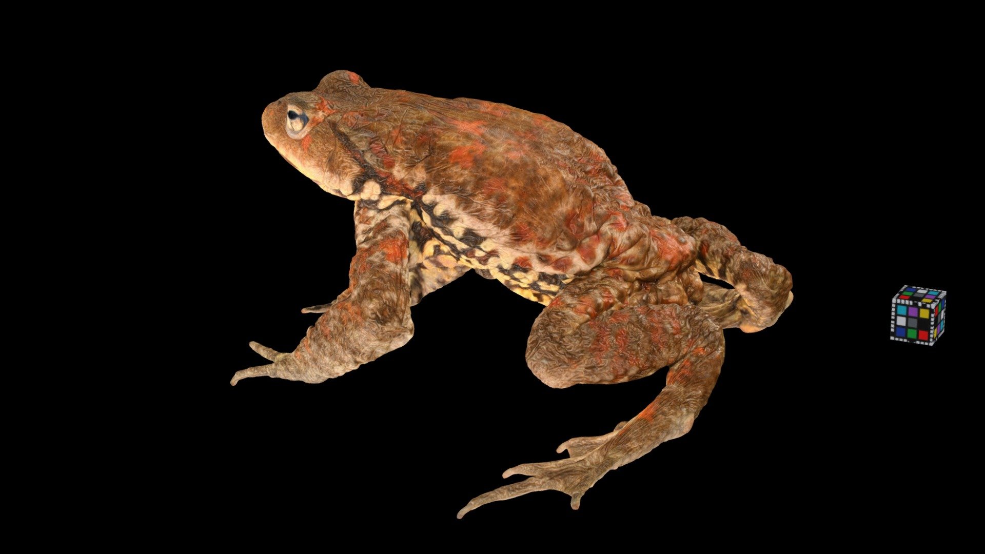 ナガレヒキガエル 🐸 ♂ Torrent Toad, Bufo torrenticola - 3D model by ffish.asia ...