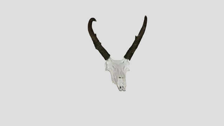 Utah Antelope 3D Model