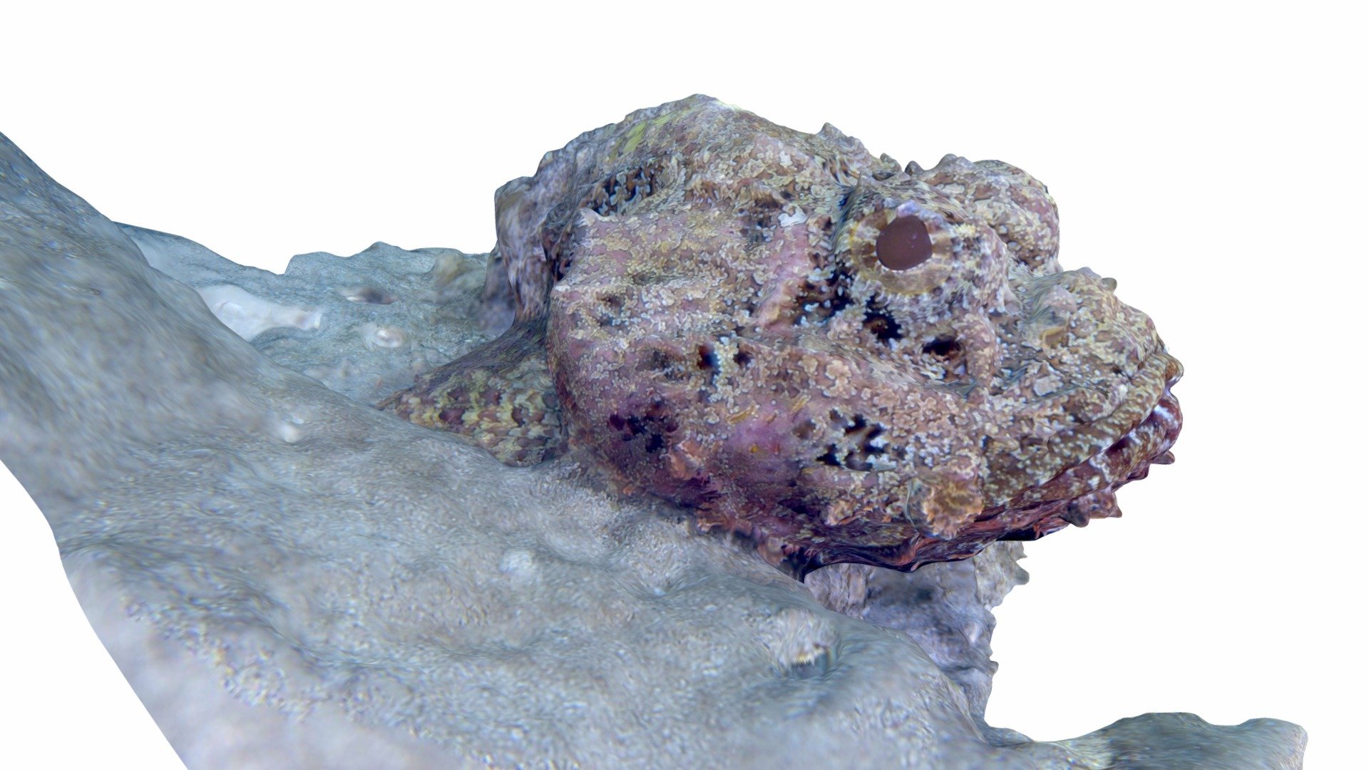 Scorpionfish / Scorpaena plumieri