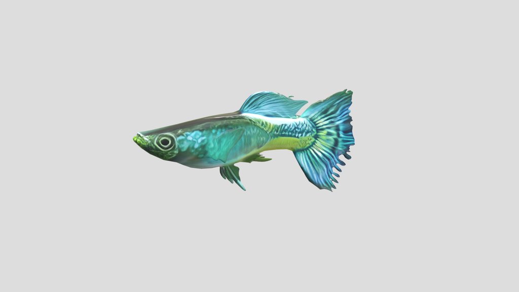 Mosaic Guppy Male