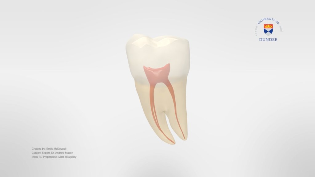 Dental Resources - A 3D model collection by UoB_Anatomy - Sketchfab