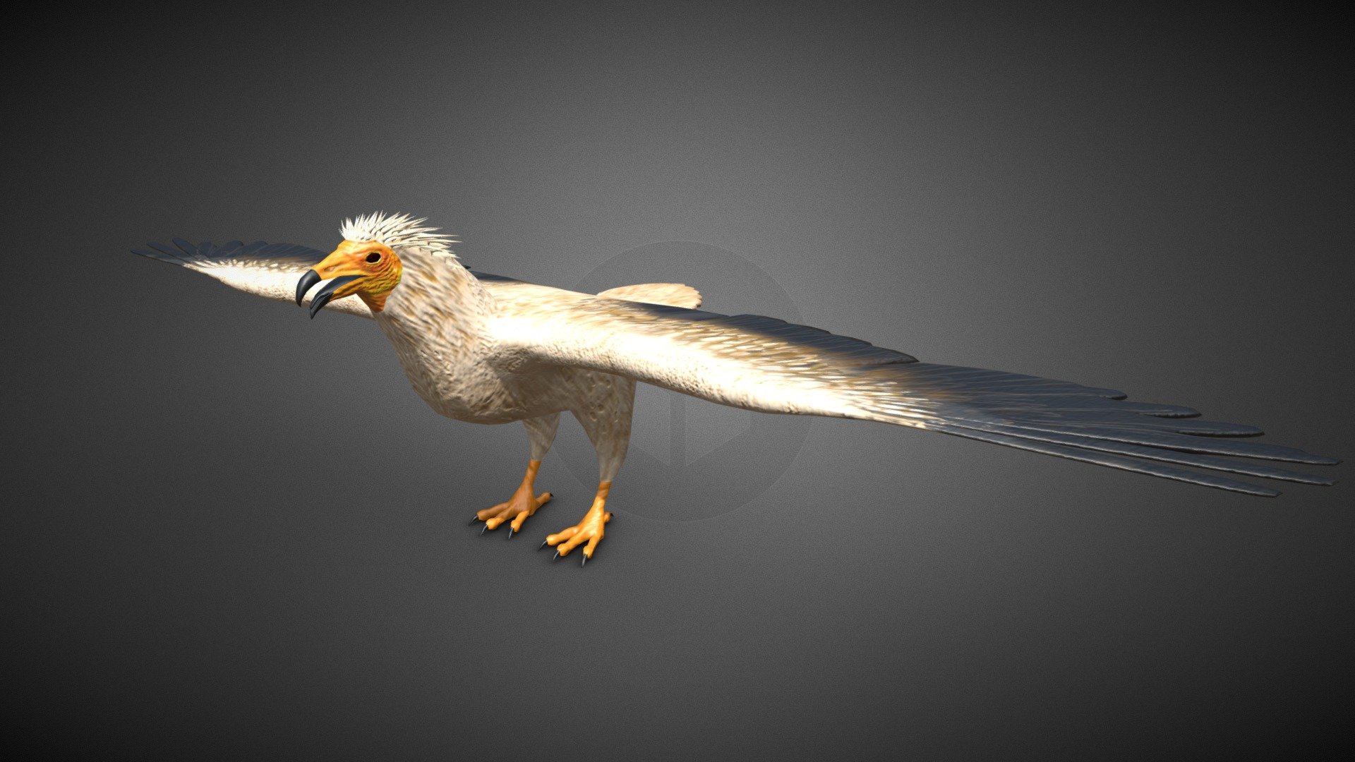 Egiptian Vulture 3d Model By E Restrepo1114 Emanuelrestrepovelez 0840ee1 Sketchfab 8255