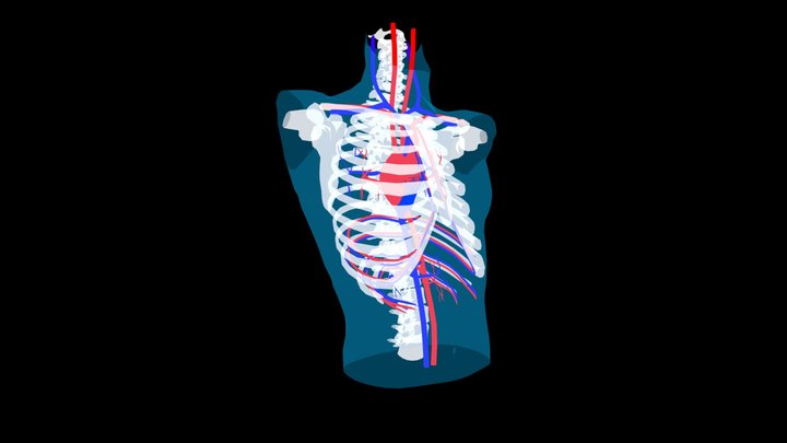 X-ray Torso 3D Model