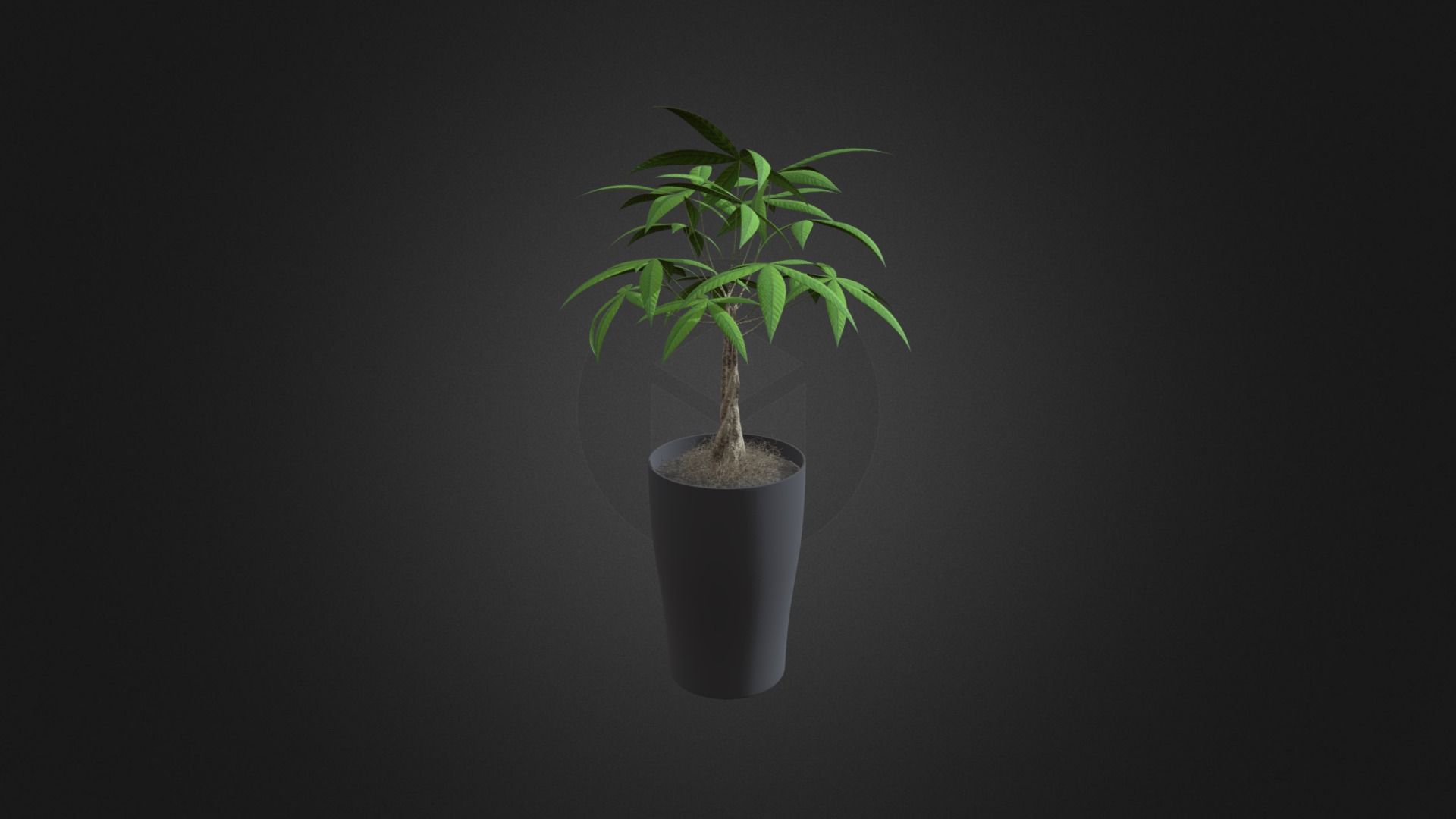 3D model Money Tree in Dark Pot - This is a 3D model of the Money Tree in Dark Pot. The 3D model is about a plant in a pot.