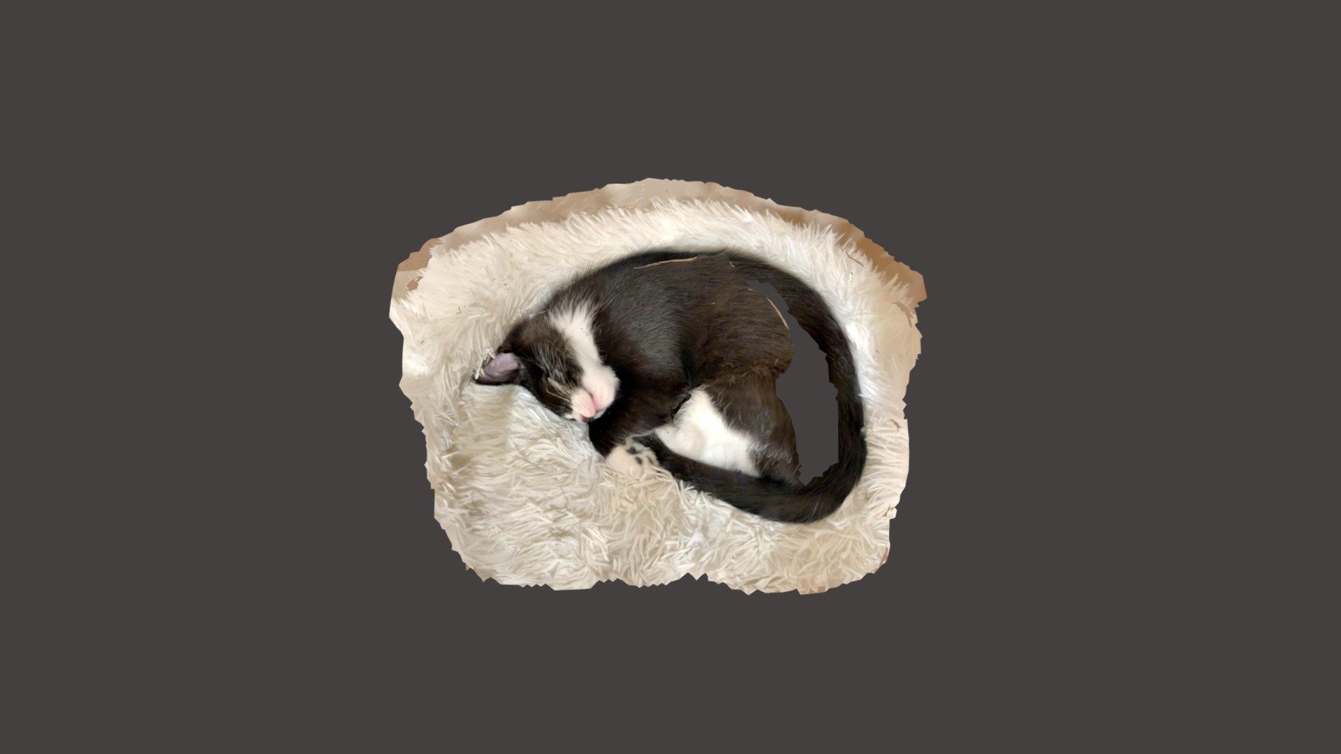 Bruce Sleeping