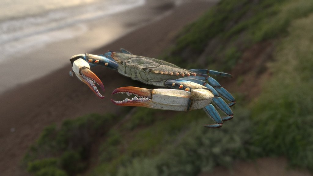 Blue crab