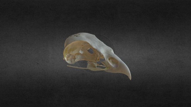 IMNH R-1846 Red Tailed Hawk Cranium