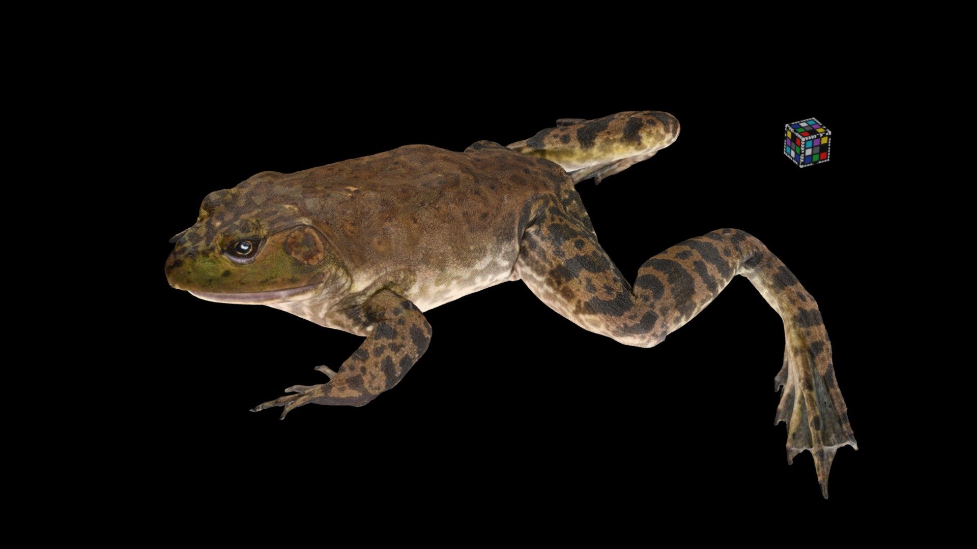 ウシガエル ウシガエル 学名：Lithobates catesbeianus｜野生生物共有図鑑
