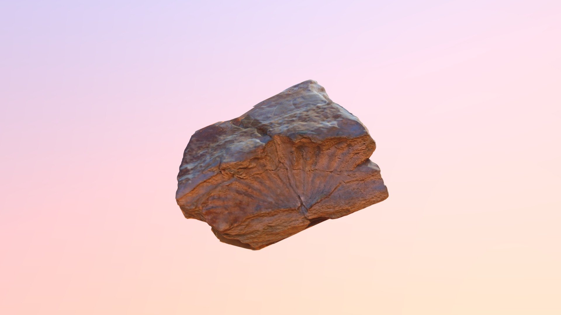 Australospirifer iheringi fossil