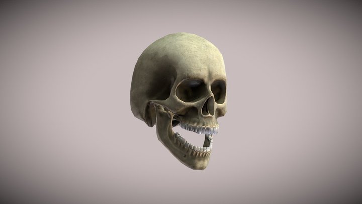 Skull 3D Model