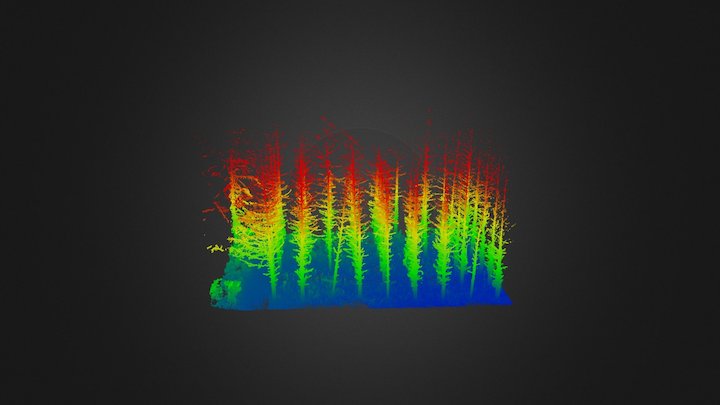 Douglas-fir 3D Model