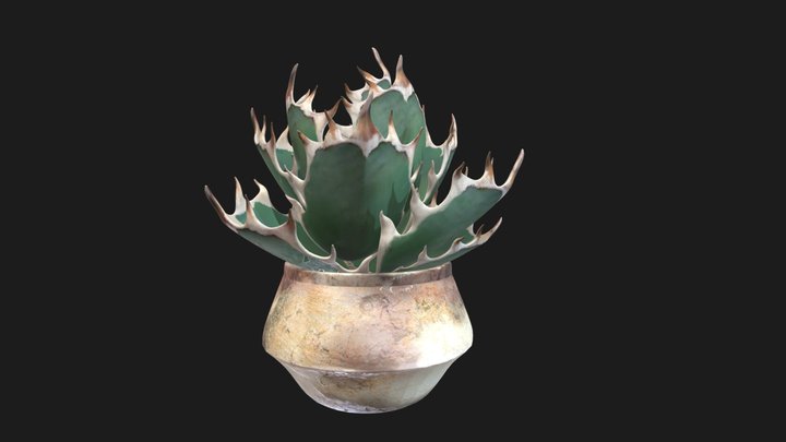 250413agave 3D Model