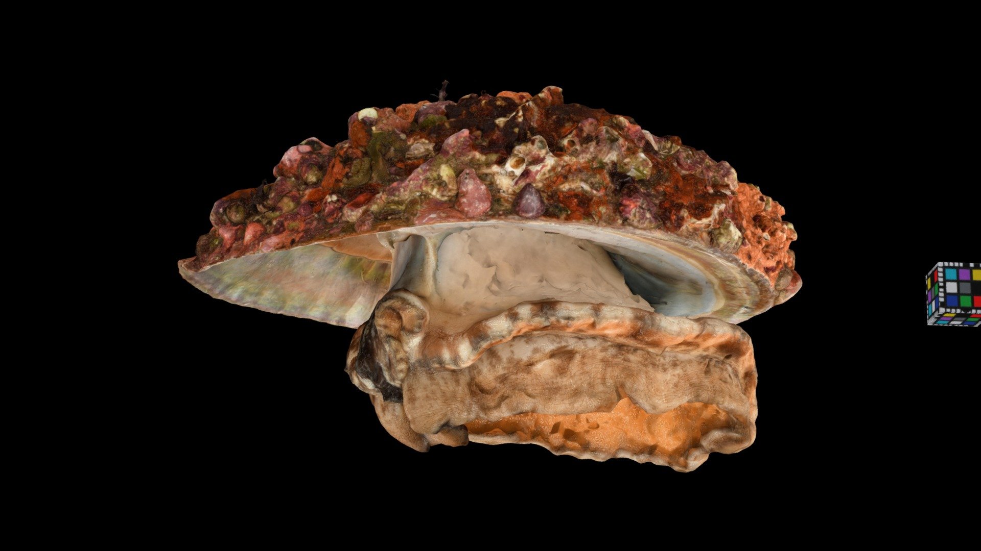 メガイアワビ Disk Abalone, Haliotis gigantea