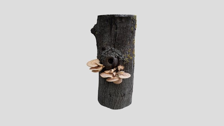 TreeMushroom 3D Model