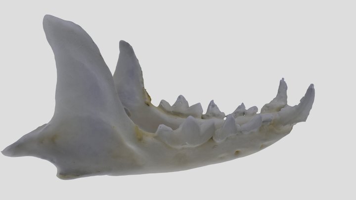 UWYMV:Mamm:3983, Mustela erminea, Mandible – Kostenloses 3D-Modell STL