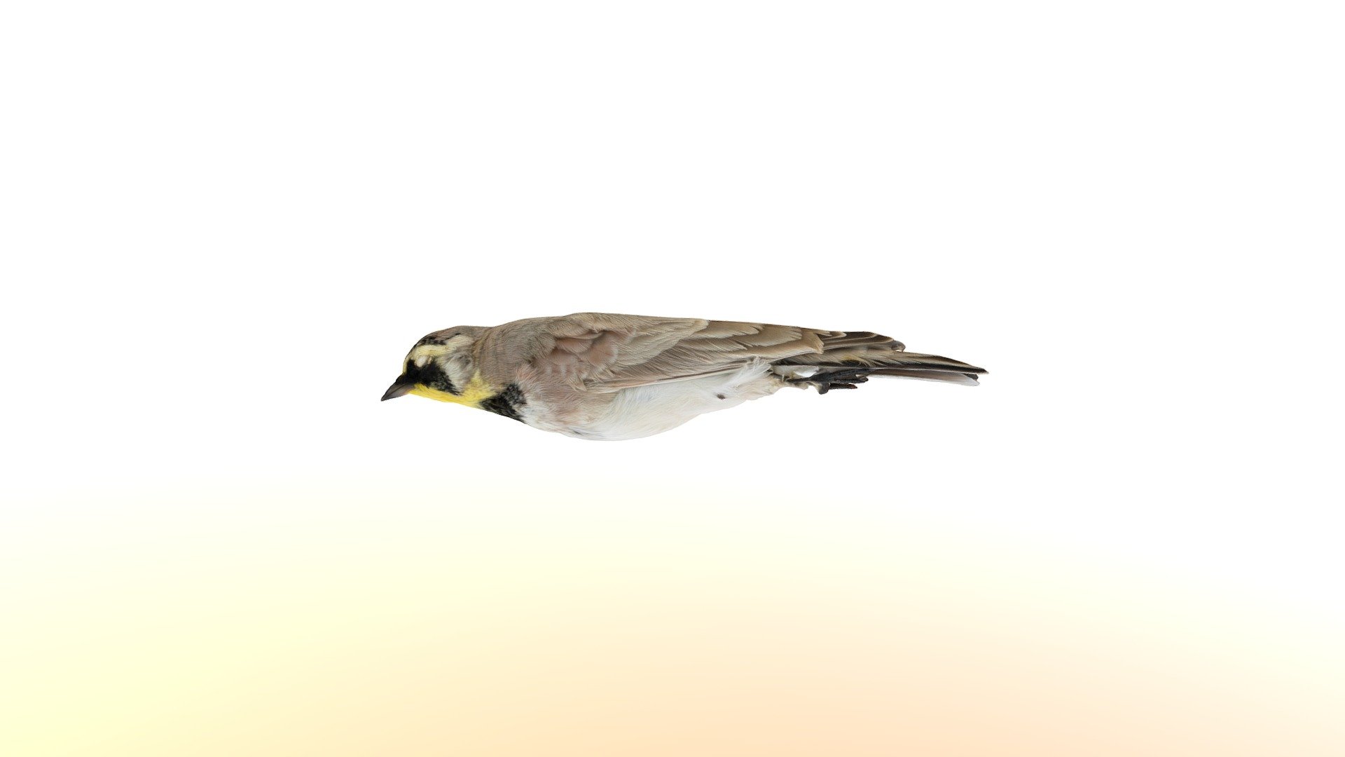 eremophila alpestris lactea	40604