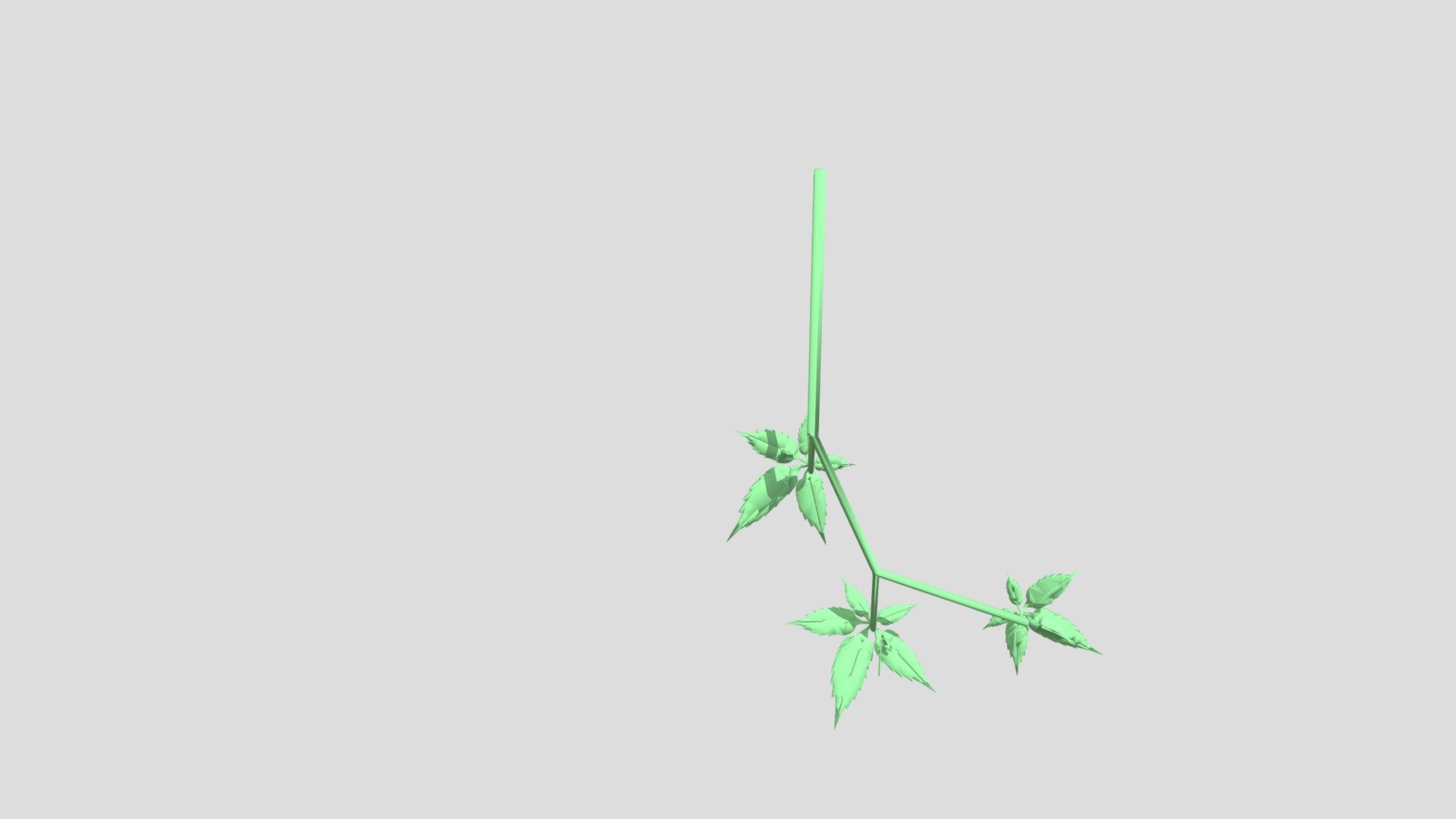 Virginia Creeper