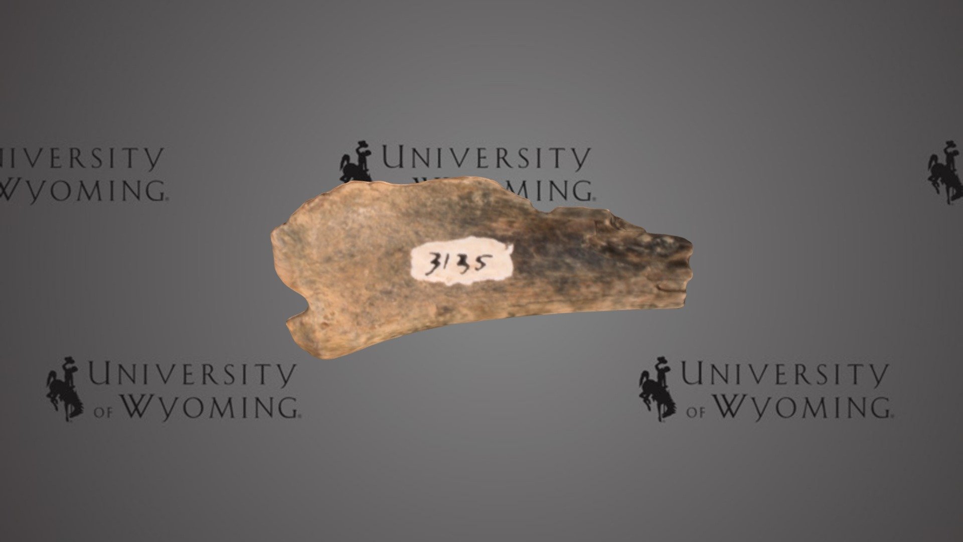UW 3135 F - Hyrachyus sp., Partial Limb Bone