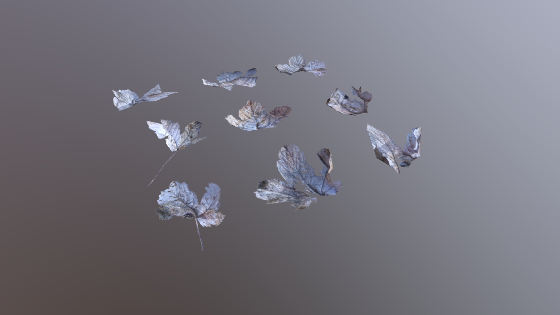 3D model Dry Maple Leaves Pack - This is a 3D model of the Dry Maple Leaves Pack. The 3D model is about a group of butterflies.