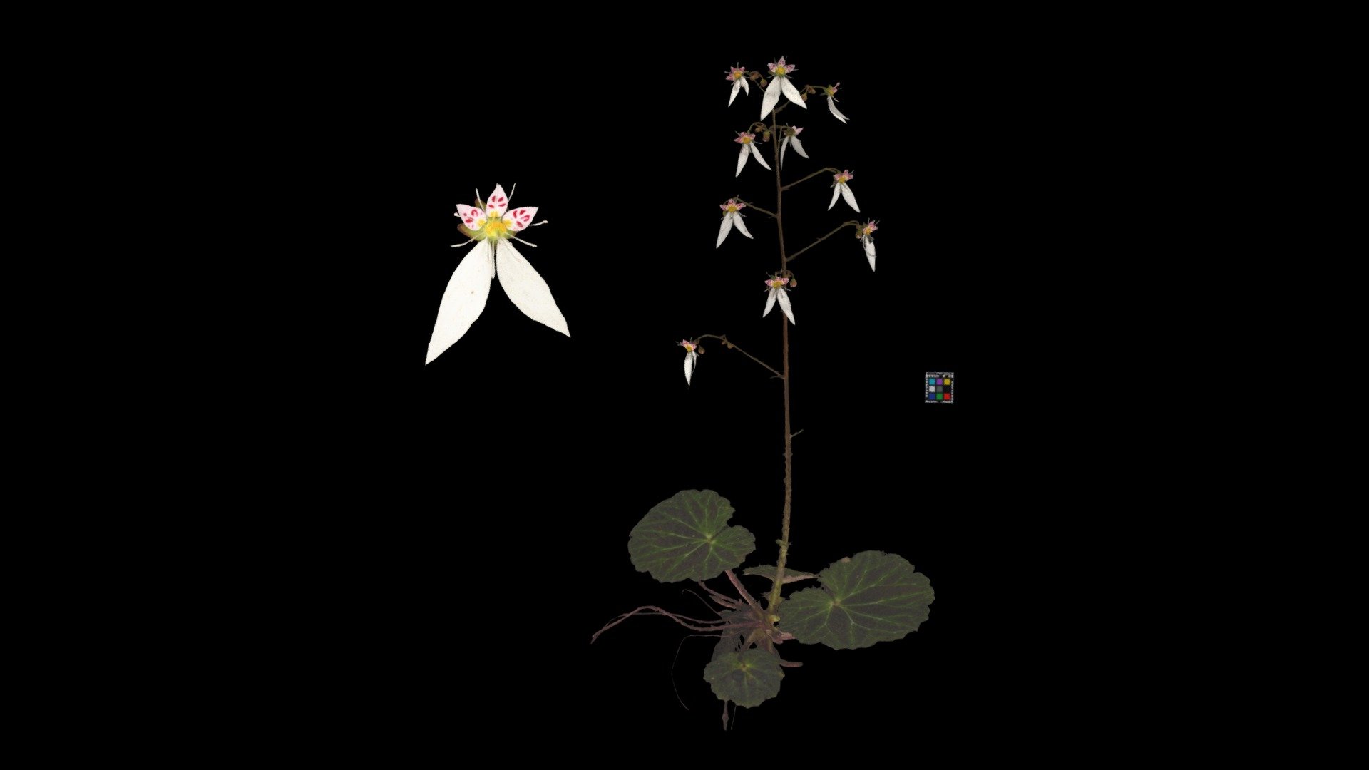 ユキノシタ Strawberry Geranium, Saxifraga stolonifera