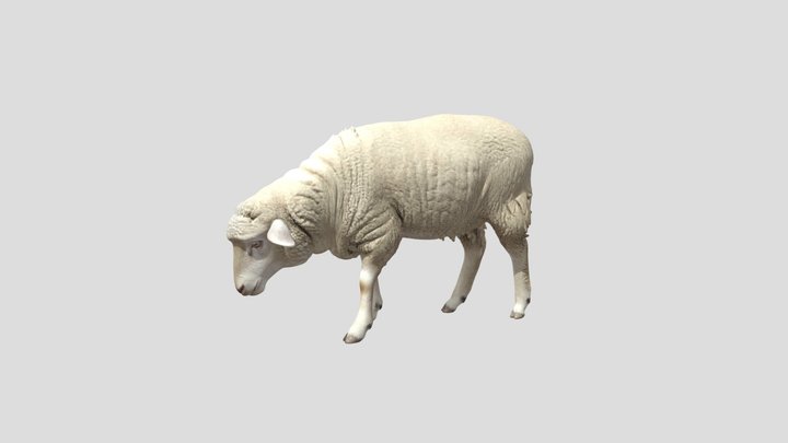 White Woolly Sheep – Kostenloses 3D-Modell STL