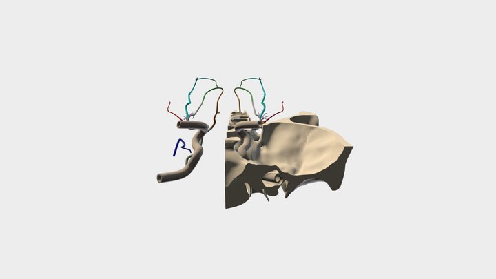 Arteries 3D Model