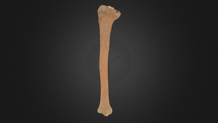 20-418-B-5-Part_1_Left_Tibia 3D Model