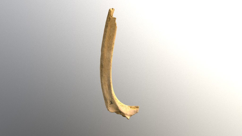 Pig Rib (VCU_3D_2367) - Download Free 3D model by Virtual Curation Lab ...