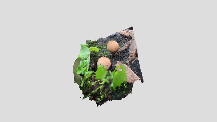 Pear Puffball 2 – Modello 3D gratuito STL