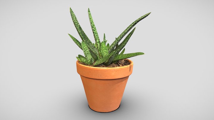 Gasteraloe plant 3D Model